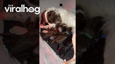 When the Milk Is Just That Good || ViralHog