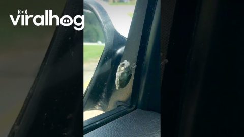 Woman Rescues Frog on Her Car Window || ViralHog
