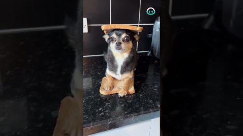 Adorable Chihuahua Sandwich Combo || ViralHog