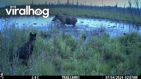 Moose Protects Calf From Wolf || ViralHog