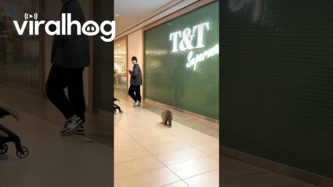 Raccoon Going Shoping || ViralHog