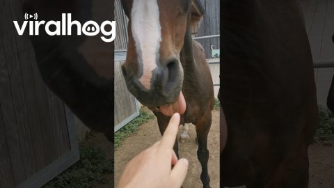 Relaxed Horse Thoughtlessly Bleps || ViralHog