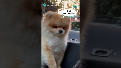 Pup Helps to signal a passing Ambulance || ViralHog