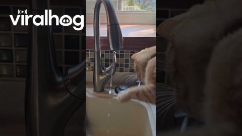 Cat Fights Water Faucet || ViralHog