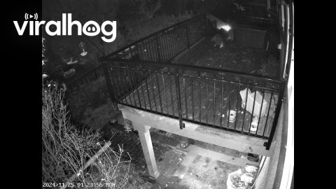 Indoor Cat Valiantly Defends Garbage From Raccoons || ViralHog