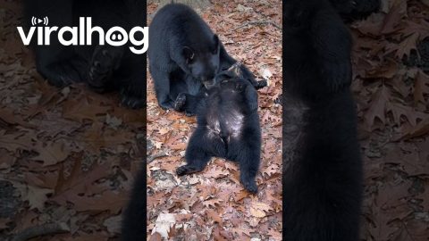 Mama Bear Cleaning Cub || ViralHog