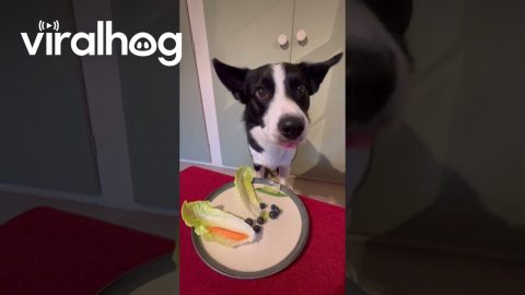 Border Collie Enjoys a Salad || ViralHog