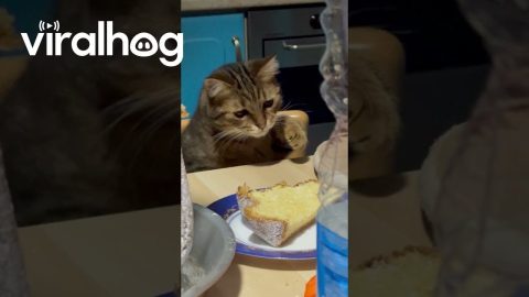 Purfessional Taste Tester || ViralHog