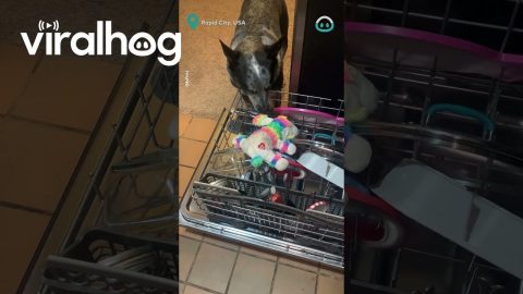Proactive Pup Brings Toys for Cleaning || ViralHog