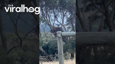 Baby Eagle Uses Wind to Practice Flying || ViralHog