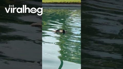 Turtle Titanic || ViralHog