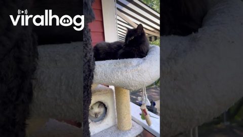 When Your Dog Is Raised by Cats || ViralHog