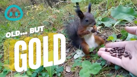Squirrel Can't Believe Its Luck || ViralHog