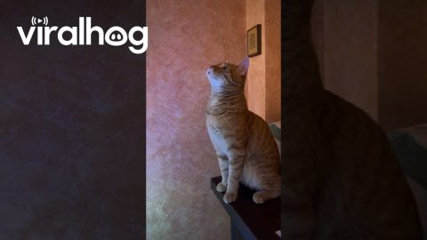 Cat Stares At Flashing Christmas Tree || ViralHog