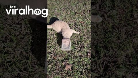 Helping Stray Cat With Its Head Stuck in a Treat Jar || ViralHog