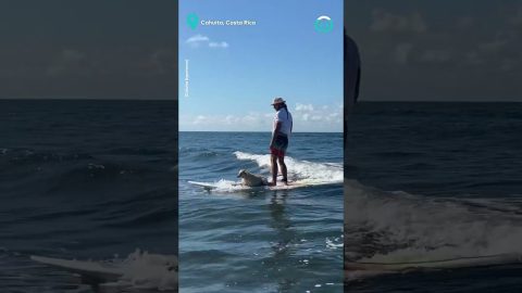 Dog Goes Surfing With Surf Instructor || ViralHog
