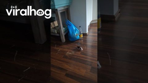 Cookie Got Left Behind! || ViralHog