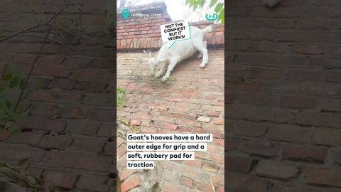 Agile Goat Climbs Wall | ViralHog