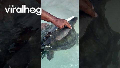 Tangled Turtle Cut From Net And Released To Sea || ViralHog