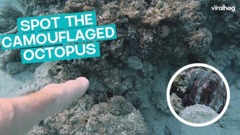 Spotting a Camouflaged Octopus || ViralHog