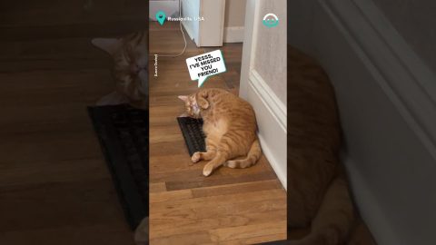 This Cat Knows Where To Sit In Winter || ViralHog