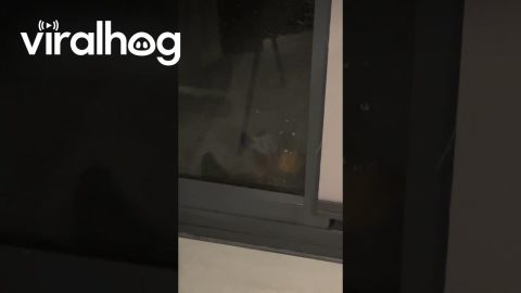 Bat Politely Knocks on Window During Rainstorm || ViralHog