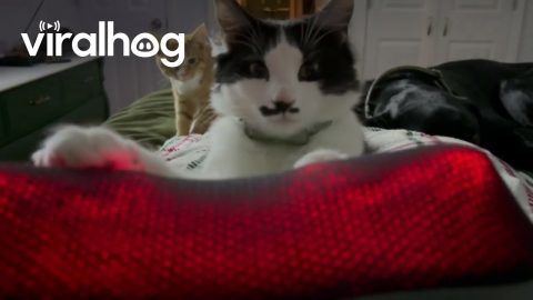 Cat Gets A Paw Massage || ViralHog