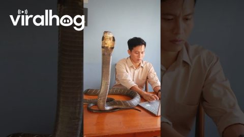 King Cobra Makes Great Coworker || ViralHog