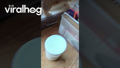 Cat Rips Open Window Covering || ViralHog
