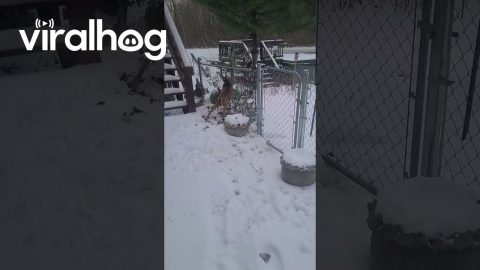 Young Deer Confused By Fence || ViralHog