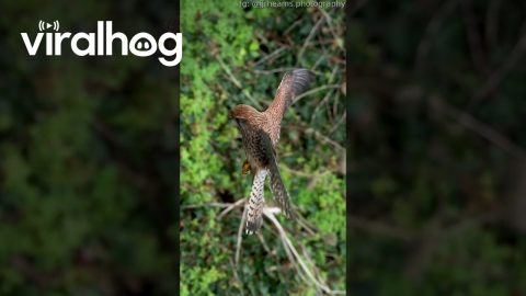 Falcon Flies With Head Perfectly Still || ViralHog