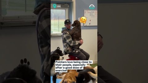 These Doggos Just Want A Hug || ViralHog