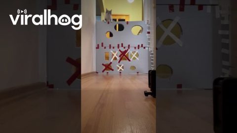 Cat Tries Cardboard Hole Challenge || ViralHog