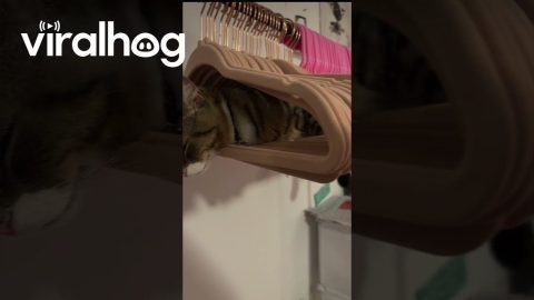 Cat Makes Comfy Coat Hanger Hammock || ViralHog