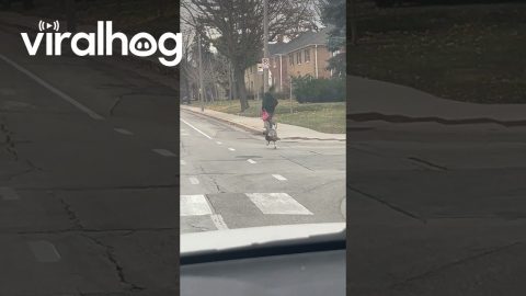 Post Thanksgiving Turkey out for Vengeance || ViralHog