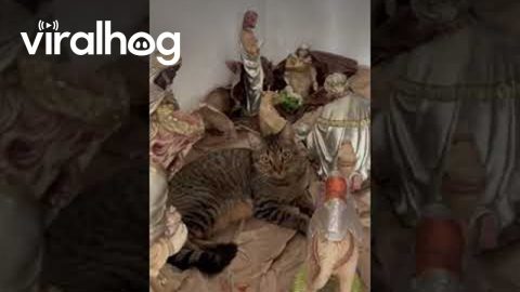 Cat In Nativity Scene || ViralHog