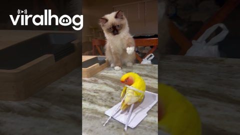 Kitten Wants to Touch the Bird So Bad || ViralHog