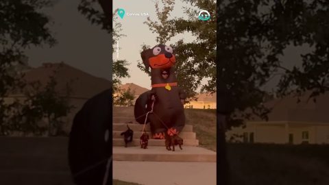 Fantastic Costume For Dog Walking || ViralHog