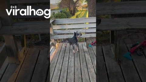 Heeler Turns Wooden Bench Into Back Scratcher || ViralHog
