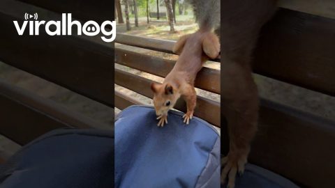 Friendly Squirrel Gets a Snack || ViralHog