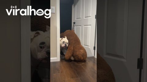 Bulldog Loves His Giant Teddy Bear || ViralHog
