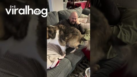 Dog Trust Falls Into Snuggles || ViralHog