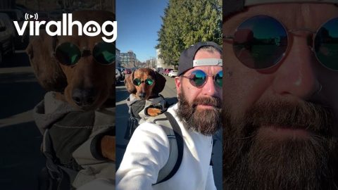 Cool Dachshund Cruises With Dad || ViralHog