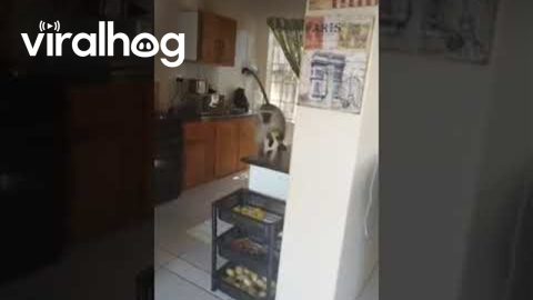 Wild Monkey Helps Himself to My Bananas || ViralHog