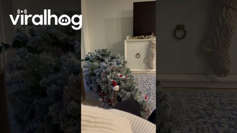 Cat Plays Innocent Next Downed Christmas Tree || ViralHog