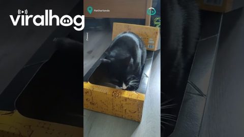 Is It Lego Or Cat? || ViralHog