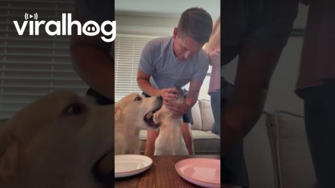When Your Dogs Want the Gender to Be a Surprise || ViralHog