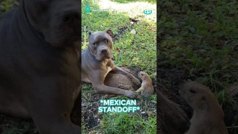 Prairie Dog and Dog are Buddies || ViralHog