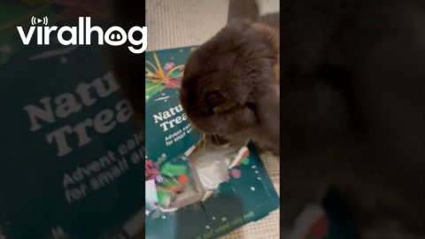 Bunny Too Inpatient for Advent Calendar || ViralHog