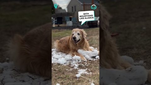 Dog Holds Last Of Snow || ViralHog